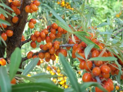 sea-buckthorn